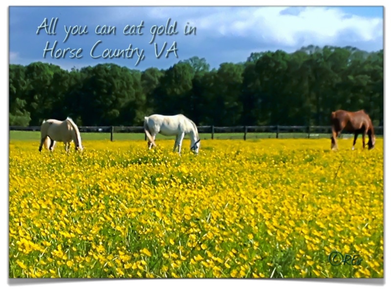 Horse Country, VA